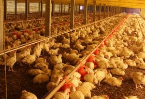 uma imagem sobre aviário de frango de corte