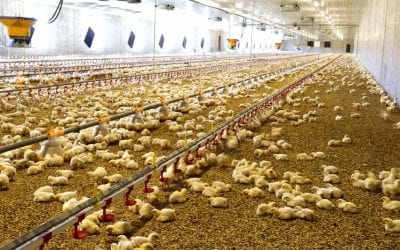 Tudo o que você precisa saber para ter a sua granja de frango de corte