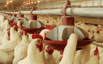 Saiba mais sobre os tipos de comedouros para galinhas