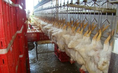 Descubra como abrir um abatedouro de frango