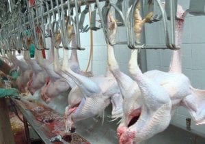 uma imagem sobre abatedouro de frangos