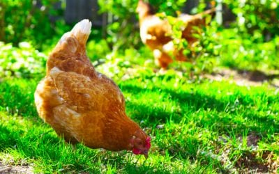 Como criar galinha caipira?