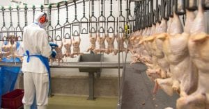 uma imagem sobre abatedouro para frangos