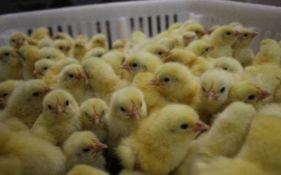 Como fazer uma Criação de pintinhos de sucesso