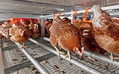 Como fazer sua criação de galinha poedeira