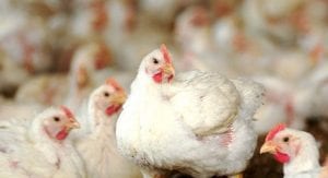 uma imagem sobre criação de frangos
