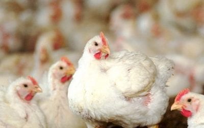 Escolha os equipamentos corretos para sua granja de frango