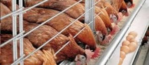 uma imagem sobre criação de galinha poedeira