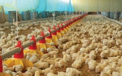 Como funciona o aquecimento de aviários?