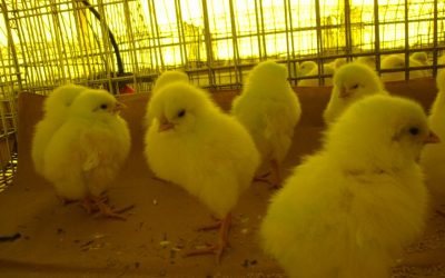 Aquecedores para pintinhos: GP e GA 100C