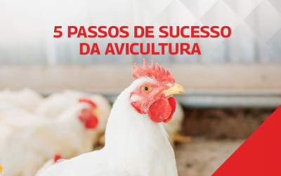 Os 5 passos para uma granja de aves mais produtiva