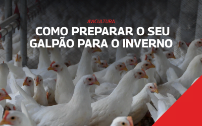 Avicultura – Como preparar seu galpão para o inverno?