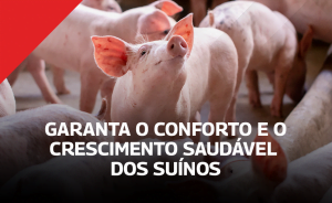 Conforto e crescimento saudável dos suínos