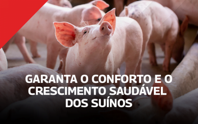 Como garantir o conforto e o crescimento saudável dos suínos?